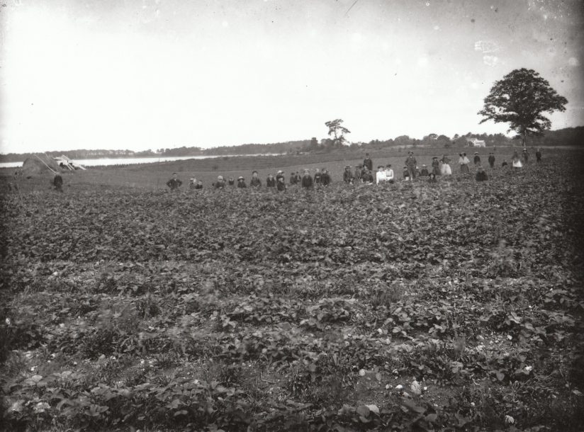 Photo of strawberry farm that is now Foote Park