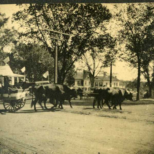 1905-Carnival-Ralph-Blackstone's-ox-team.jpg